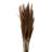 Zellmer 36'' H Preserved Plume Reed Bundle-1314828998