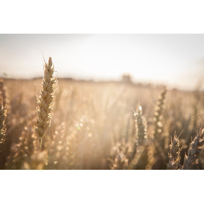Wheat Field par Peder - Photographie sur toile tendue