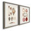 Toile encadrée Shell Collection VP Remium - prête à être accrochée-558123107-558366128-558123113