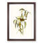 White-Blumed Honeyeater by Elizabeth Gould - Framed Print-55611899-55611902