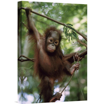 " Borneo 'Orangutan Infant Hanging From Branch' "