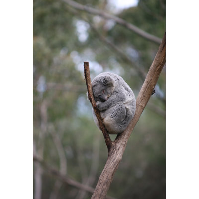 " Koala Sleeping " by Budwizer