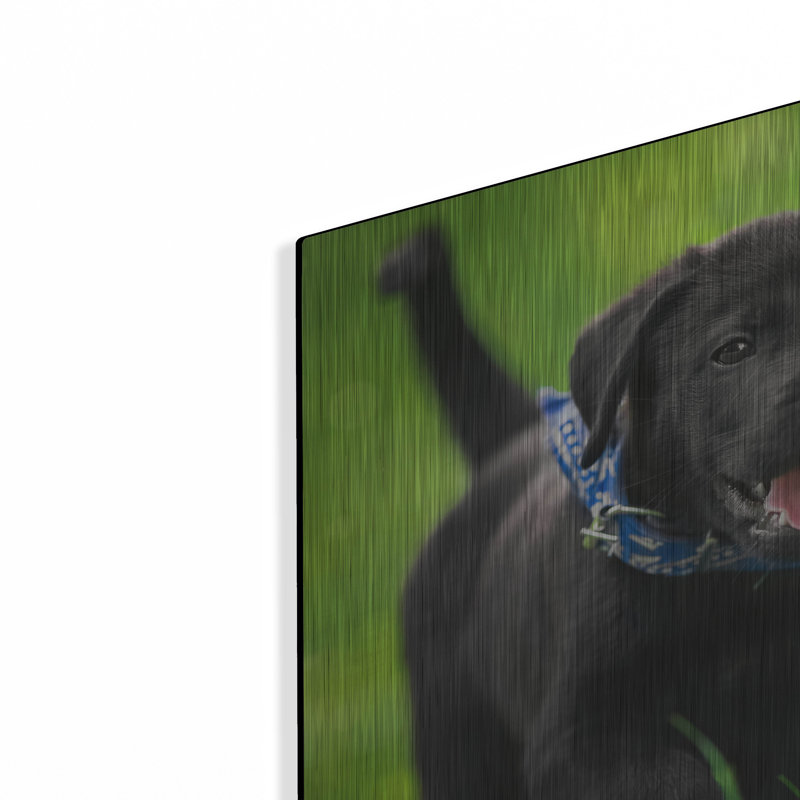 «Black Lab Pup 15» par Jonathan Ross, H 12 po x l 16 po