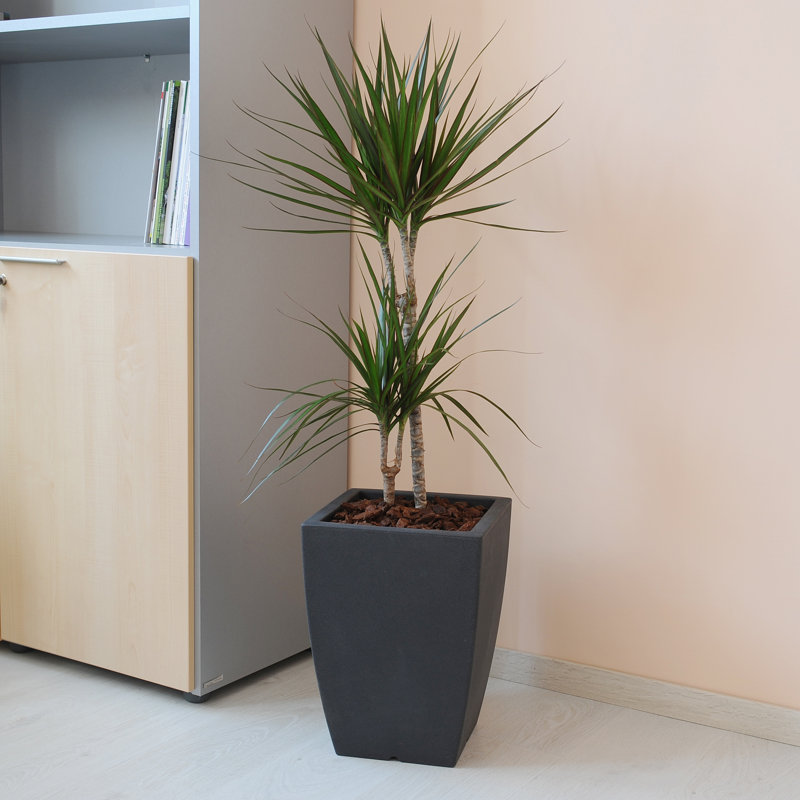 HYDRUS Square Pot Height, 40cm H x 29cm W x 29cm D, Anthracite