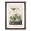 Lincoln Finch Birds by John Audubon - Framed Print-55617363-55617365
