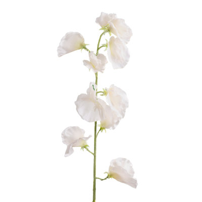 Sweet Pea