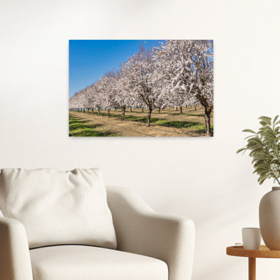 Almond Trees In Blossom, Cordoba Province, Andalusia, Southern Spain. Prunus Dulcis. Abstract Contemporary Landscape Nature Wall Art
