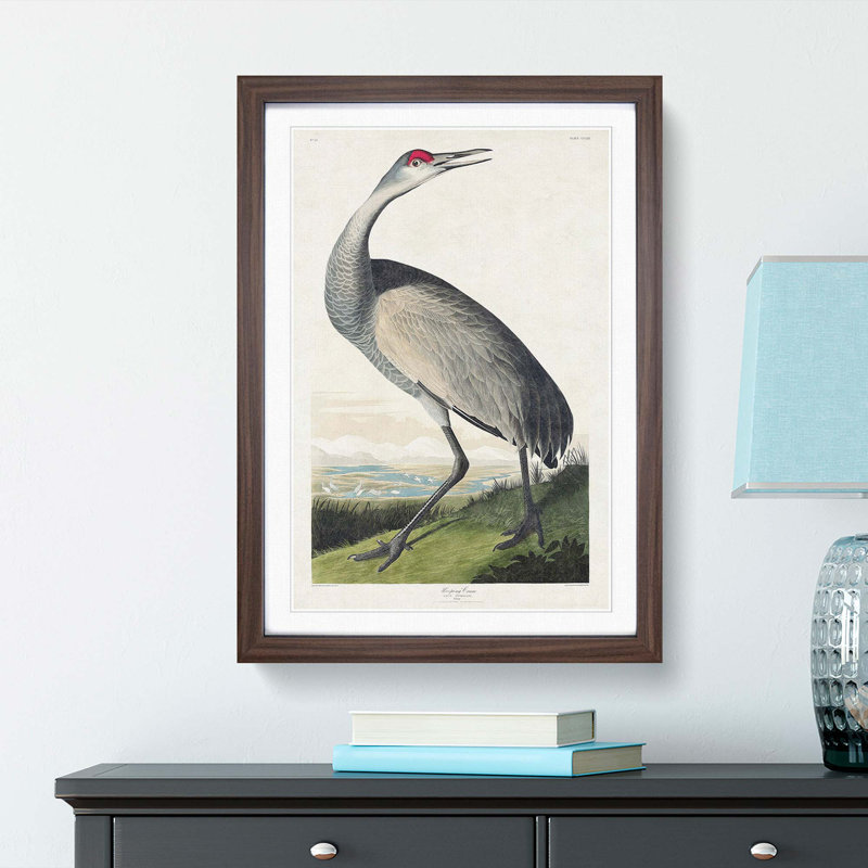 Hooping Crane by John Audubon - Framed Print, 65cm H x 48cm W x 2cm D, Walnut Framed