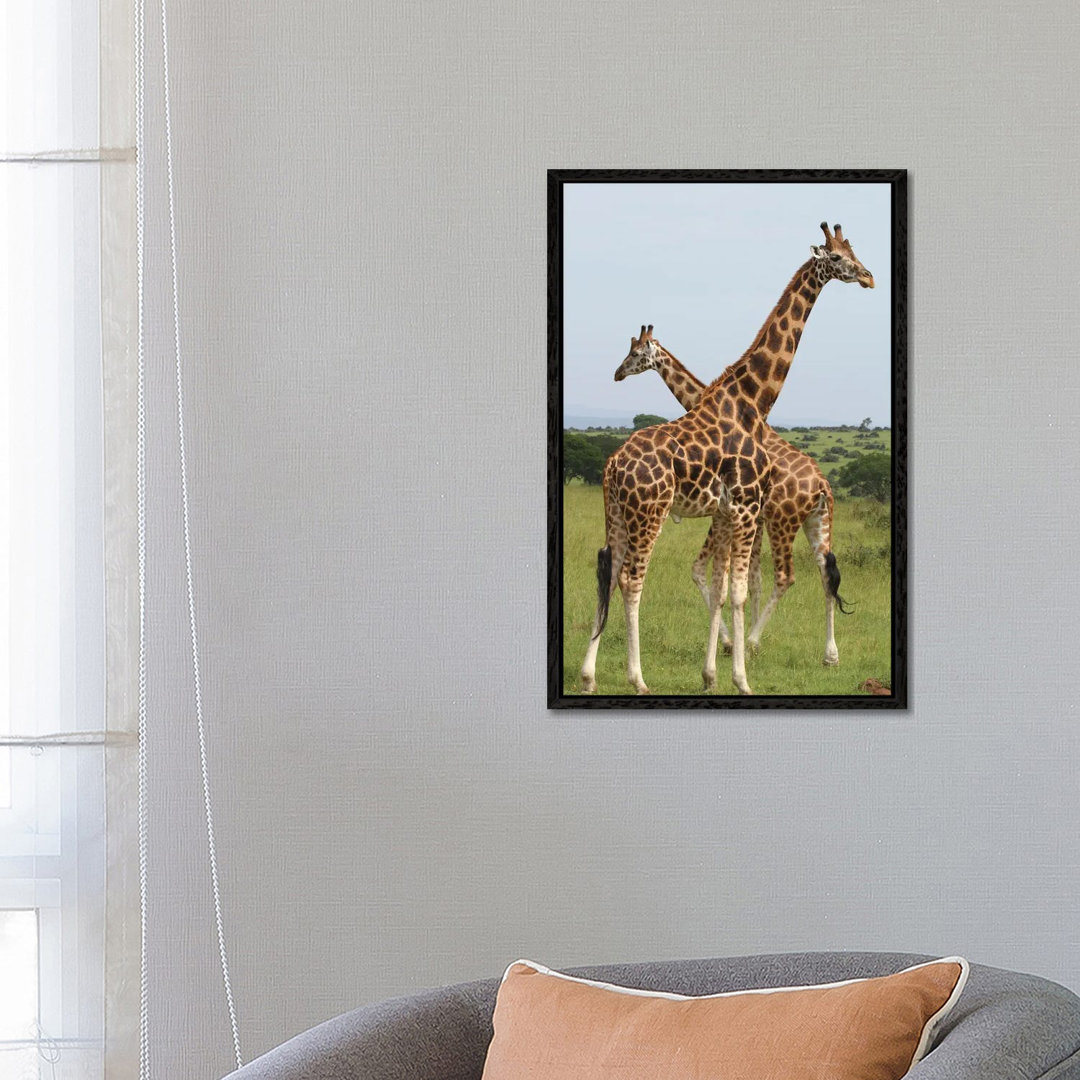 Rothschild's Giraffe - Murchison Falls National Park, Uganda, Afrika von Ramona Heiner - Galerie-verpackte Leinwand Gicl...