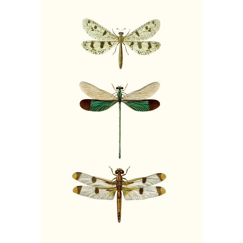 «Entomology Series VII», peinture sur toile, H 36 po x l 24 po