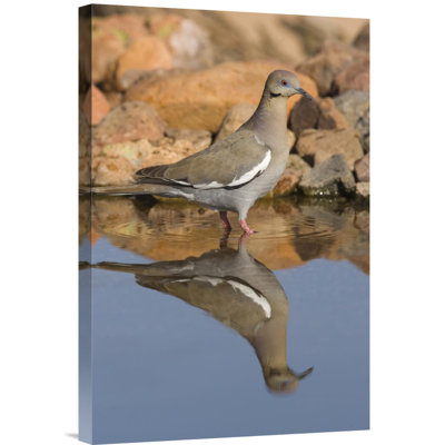 " White-Winged Dove Wading "