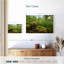 Escargot de jardin romain-1583413174