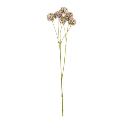 Ensemble de 12 gousses Scabiosa