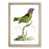 Oak Framed
