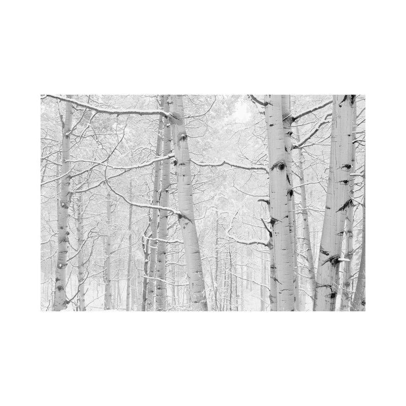 Autumn Aspens With Snow, Colorado, USA (Black And White) I by Panoramic Images - Wrapped Canvas Print