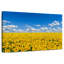 Grand champ de tournesols Alvord-106817828