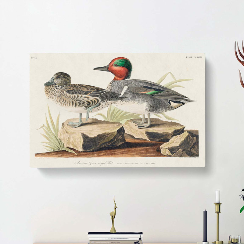 Green-Winged Teal Ducks by John Audubon - Wrapped Canvas, 35cm H x 50cm W x 3cm D
