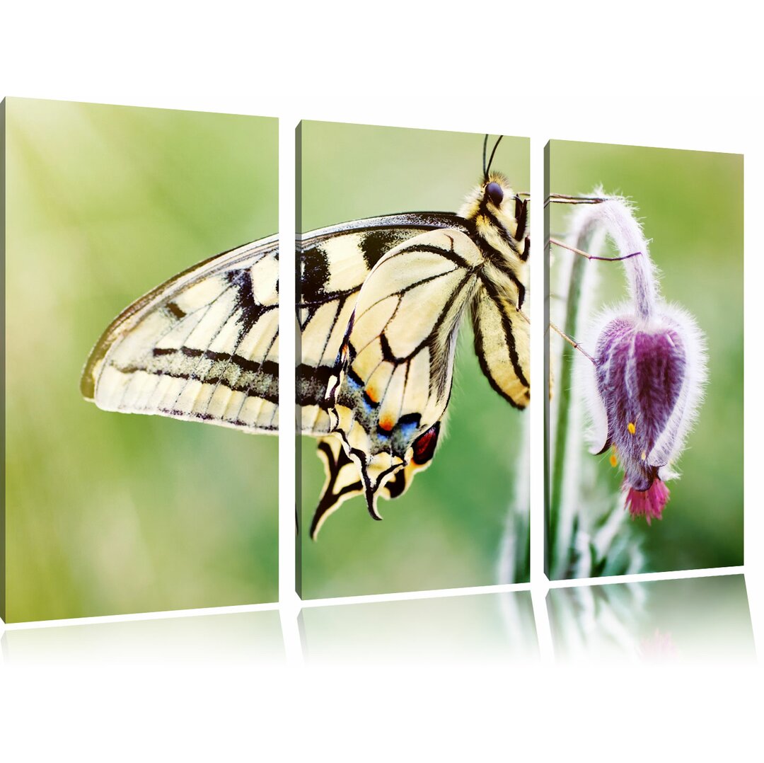 3-tlg. Leinwandbilder-Set „Schmetterling Schwalbenschwanz“, Grafikdruck