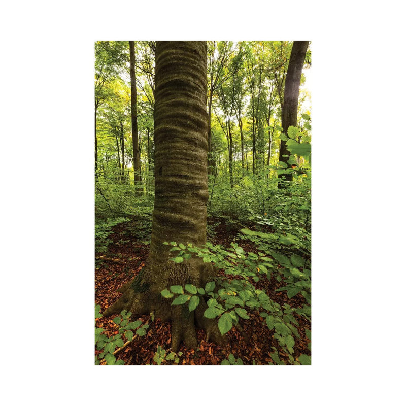 Poland, Lubelskie, Roztocze National Park, Beech Tree 1 Piece Wrapped Canvas Wall Art, 20.32 cm H x 30.48 cm W