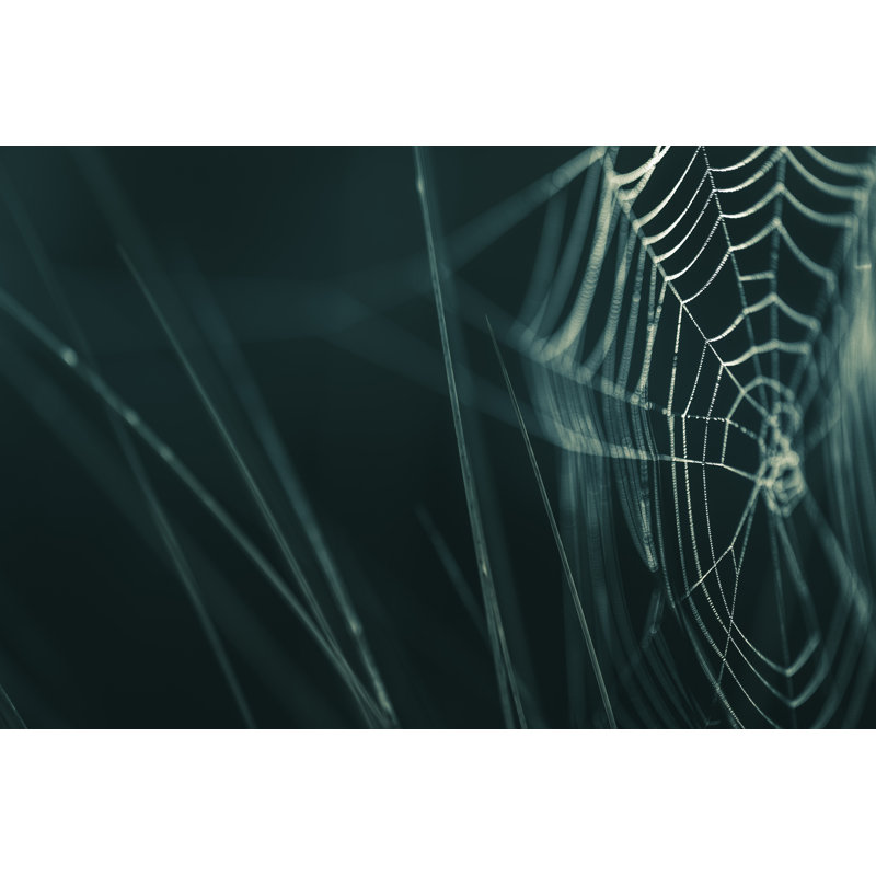 Ayushman Spiderweb Closeup - Wrapped Canvas Print, 30cm H x 46cm W x 3.8cm D