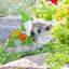 Jardin de fées Shiryl