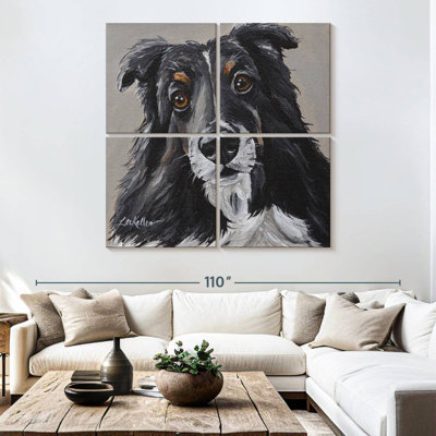 Sheltie de Brampt sur fond gris