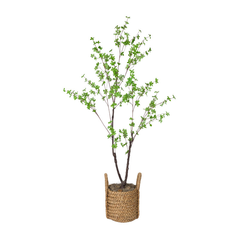 Enkianthus japonais en pot 78 po Everleaf