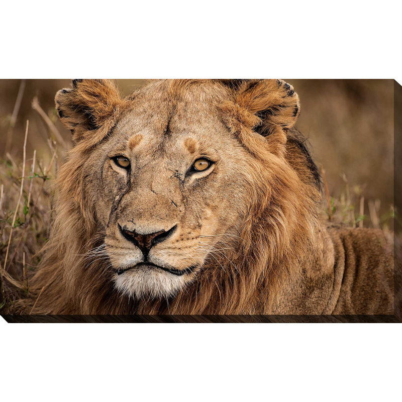 «King of The Wild II», reproduction de photo, H 24 po x l 40 po x P 1,5 po, Toile tendue