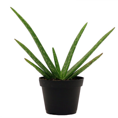Aloe Vera in Nursery Pot