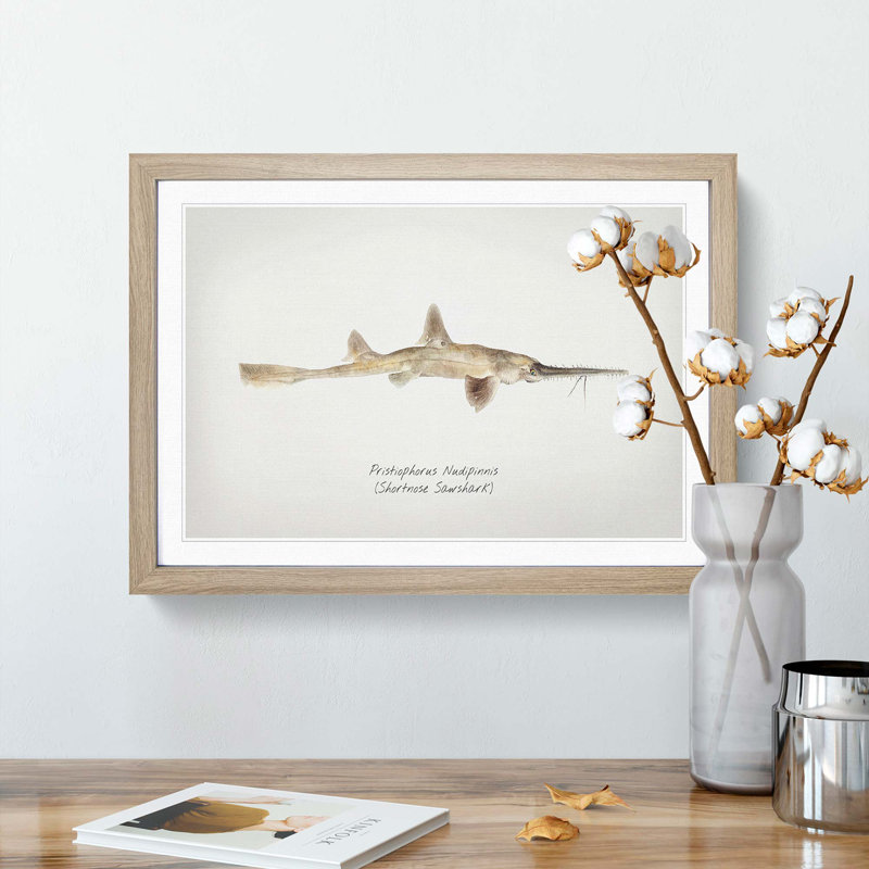 Illustration of a Shortnose Sawshark by F.E. Clarke - Picture Frame Graphic Art Print, Oak Framed, 27cm H x 36cm W x 2cm D