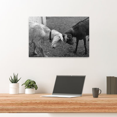 A Black & A White Goat Butting Heads Classic Retro Vintage Animal Landscape Wall Art
