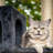 Scratching Post 70 cm - Stable Cat Multi-Level Climbing Tree