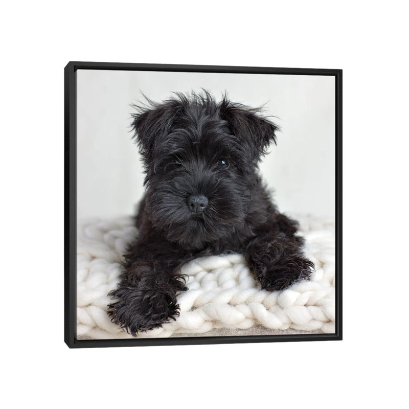 Neddy by Rachael Hale - Print on Canvas, 93.98 cm H x 93.98 cm W, Black Framed