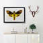 Deathshead Moth - Picture Frame Painting Print-55491287-55491288