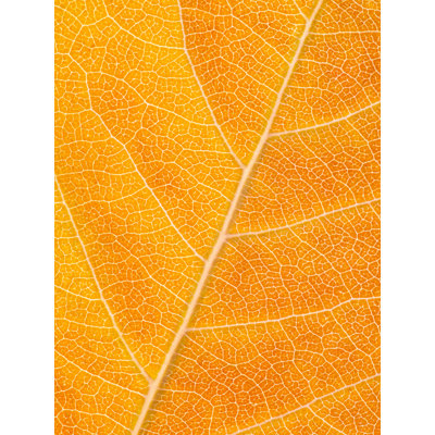 Feuille d'automne par Philippe Moisoux - photographie