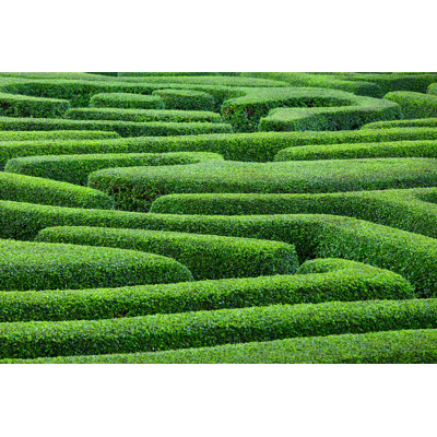 Plant Made Maze in Park Garden