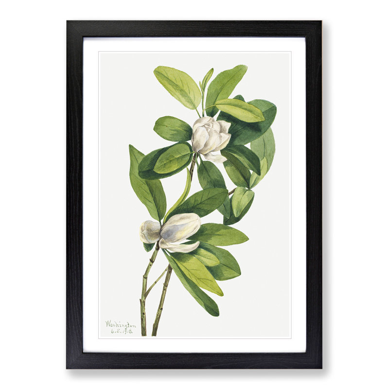 Swamp Magnolia by Mary Vaux Walcott - Picture Frame Painting, 48cm H x 36cm W x 2cm D, Black Framed