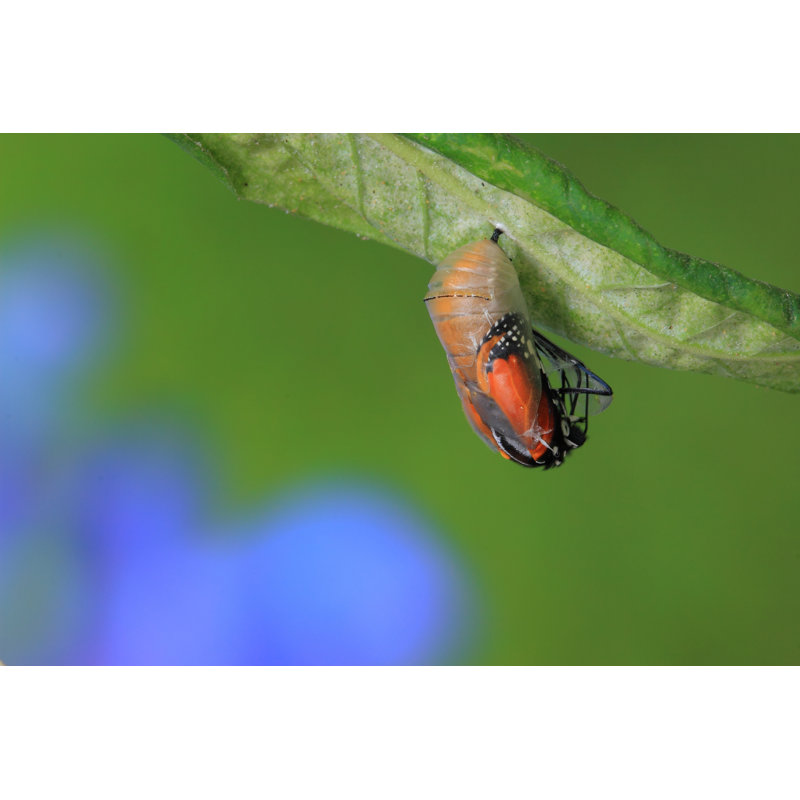 Engelhardt Butterfly - Wrapped Canvas Print, 30cm H x 46cm W x 3.8cm D
