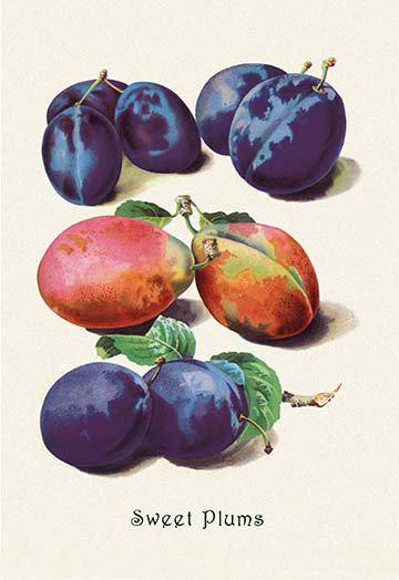 « doux prunes », impression, 66" H x 44" W x 1.5" D