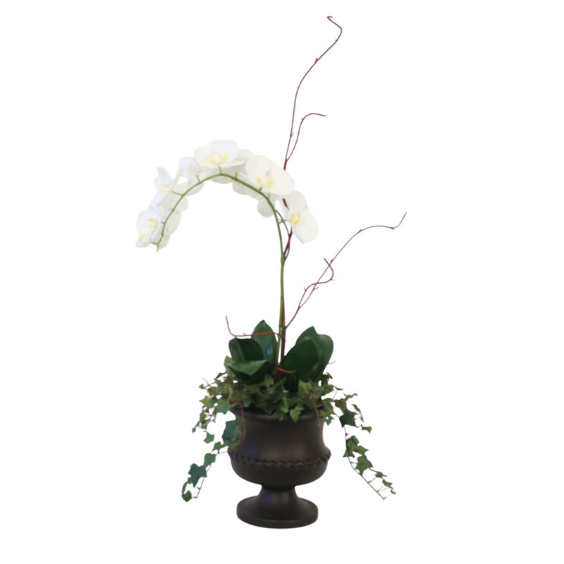 Orchidées Phalaenopsis crème dans l'urne
