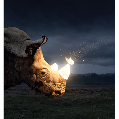 Magical Butterfly Sitting On The Rhino - Wrapped Canvas Print