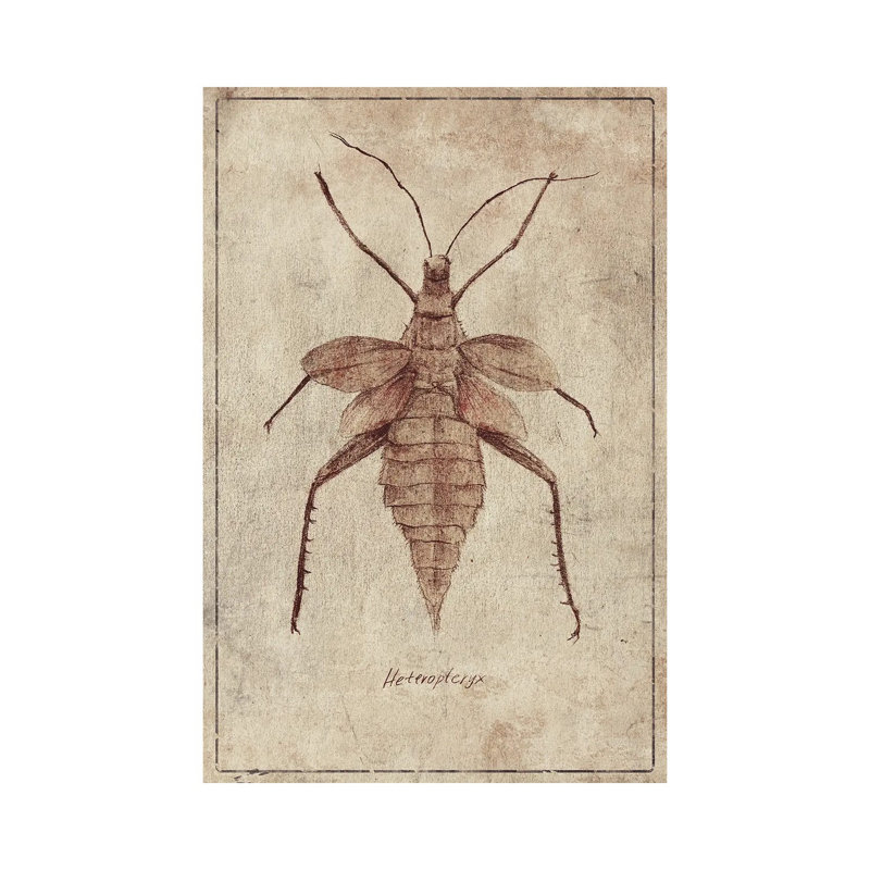 Heteroptryx C by Mike Koubou - Wrapped Canvas Print, 45.72cm H x 30.48cm W x 1.905cm D