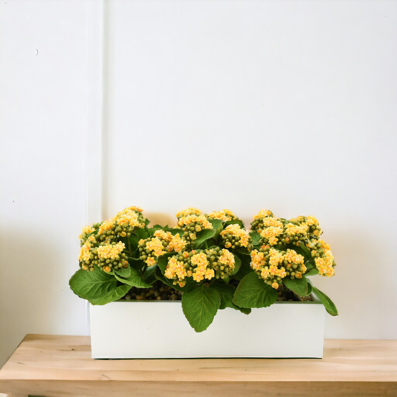 Kalanchoe Arrangement in Fiberstone Planter, Yellow, 9.5" H x 18" W x 9.5" D