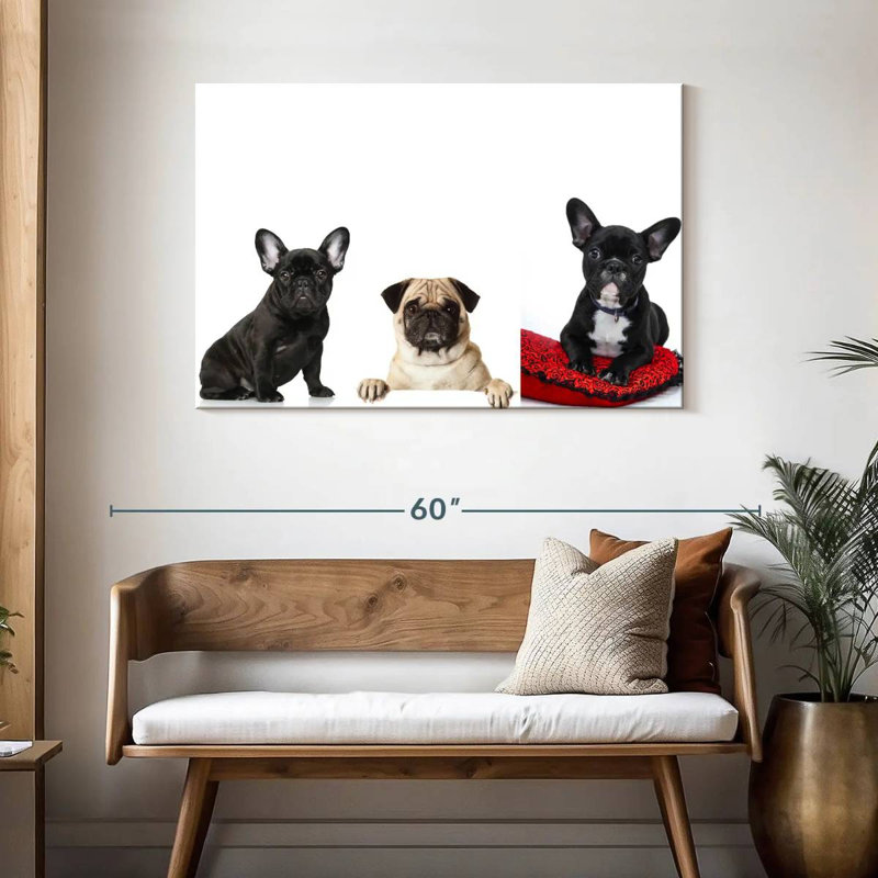Bouledogue français et carlin Brampt, H 30 po x l 45 po