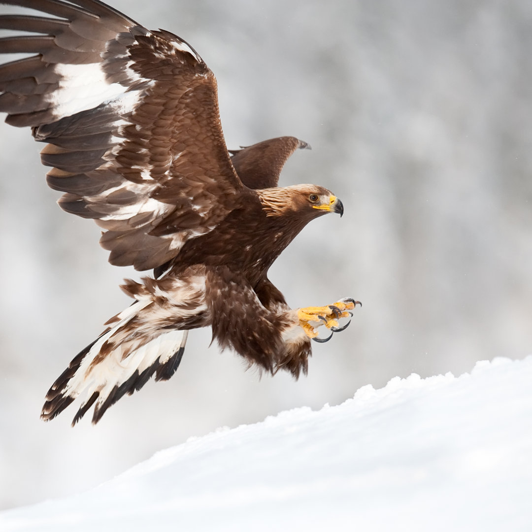 Landender Adler von Alarifoto - Druck ohne Rahmen auf Leinwand