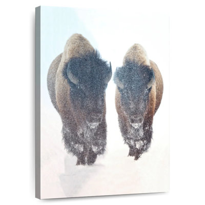 Bison Brampt dans une tempête de neige