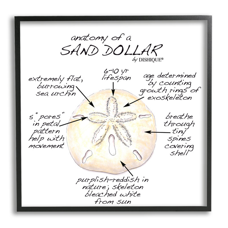 Tableau informatif sur le dollar des sables, Giclée encadrée noir minuit, H 17 po x l 17 po x P 1,5 po