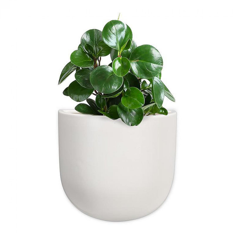 Pot de fleurs mural demi-cercle, H 7 po x l 7,5 po x P 4 po, Blanc