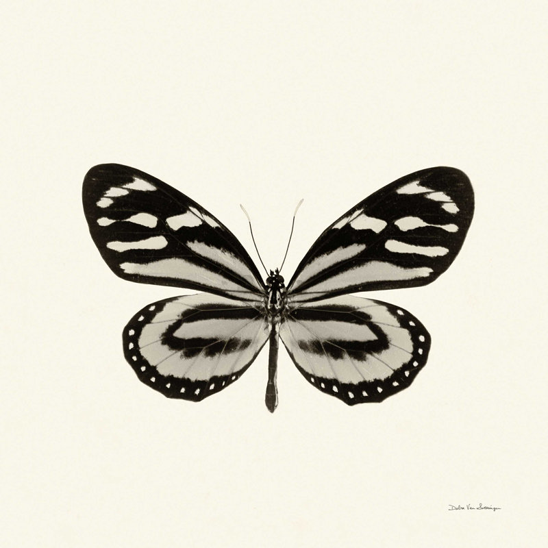 Papillon VIII BW, H 12 po x l 12 po