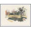 Field 1 Print by Claudia Lowry-1560377591